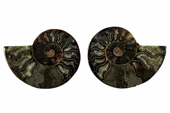 Cut & Polished, Agatized Ammonite Fossil - Madagascar #344101